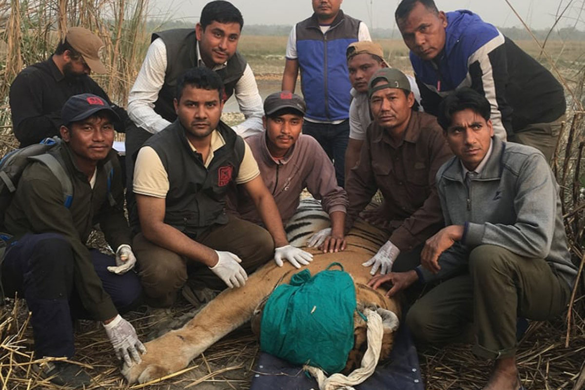 बाघ नियन्त्रणमा लिएपछि निकुञ्जको प्राविधिक टोली